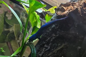 Turquoise Dwarf Gecko