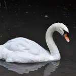 Mute Swan