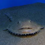 Yellow Goosefish