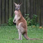 Red Kangaroo