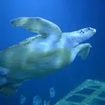 Green Turtle