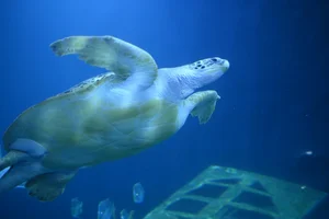 Soepschildpad