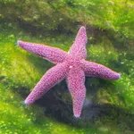 pink stars