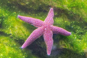 pink stars