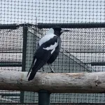 Australian Magpie