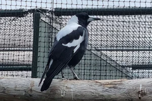 Zwartrugfluitvogel
