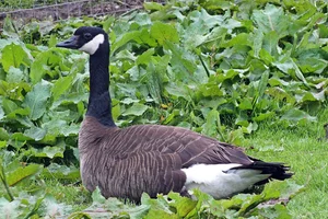 Grote Canadese gans