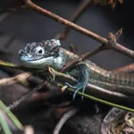Terrestrial Arboreal Alligator Lizard