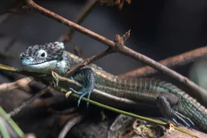Terrestrial Arboreal Alligator Lizard