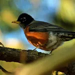 American Robin