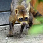 Crab-eating Raccoon