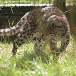 Northern Tiger Cat