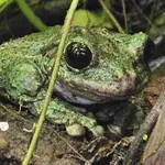 Lichenose Fringe-limbed Treefrog