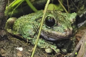 Lichenose Fringe-limbed Treefrog