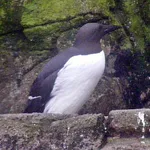 Atlantic Common Murre