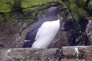 Zeekoet