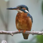 Common Kingfisher