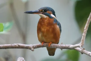 Bengaalse IJsvogel
