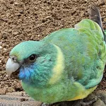 Australian Ringneck (Mallee)