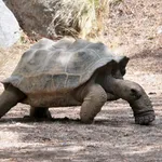 Aldabra Giant Tortoise