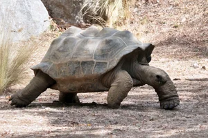 Aldabra reuzenschildpad