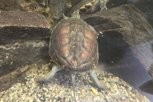 Annam-waterschildpad
