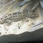 Carrot-tail Viper Gecko