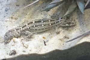 Carrot-tail Viper Gecko
