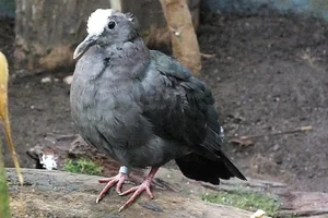 Zwarte Bronsvleugelduif