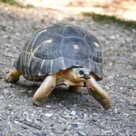Radiated Tortoise