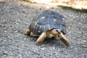 Stralenschildpad