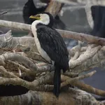 Little Pied Cormorant