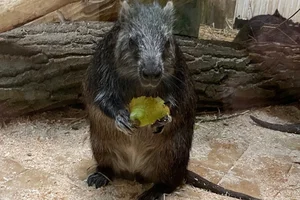 Cubaanse Hutia