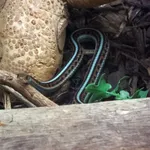 California Red-sided Gartersnake