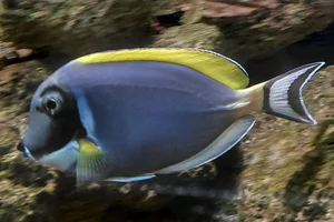 Weißbrust-Doktorfisch