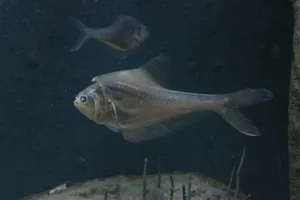 Nurseryfish