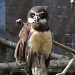 Spectacled Owl