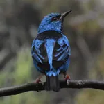 Blue Dacnis