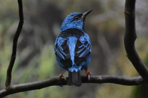 Blauwe Pitpit