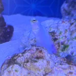 Yellowhead Jawfish
