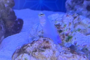 Goldstirn-Kieferfisch