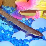 gray bichir