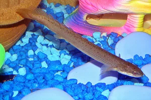 gray bichir