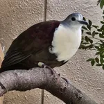 Santa Cruz Ground Dove