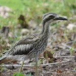 Bush Thick-knee