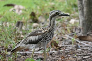 Australische Griel