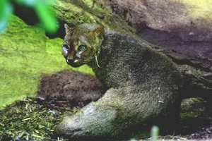 Jaguarundi