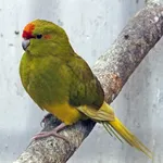 Red-crowned Parakeet