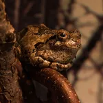 Gray Treefrog