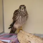 Common Kestrel